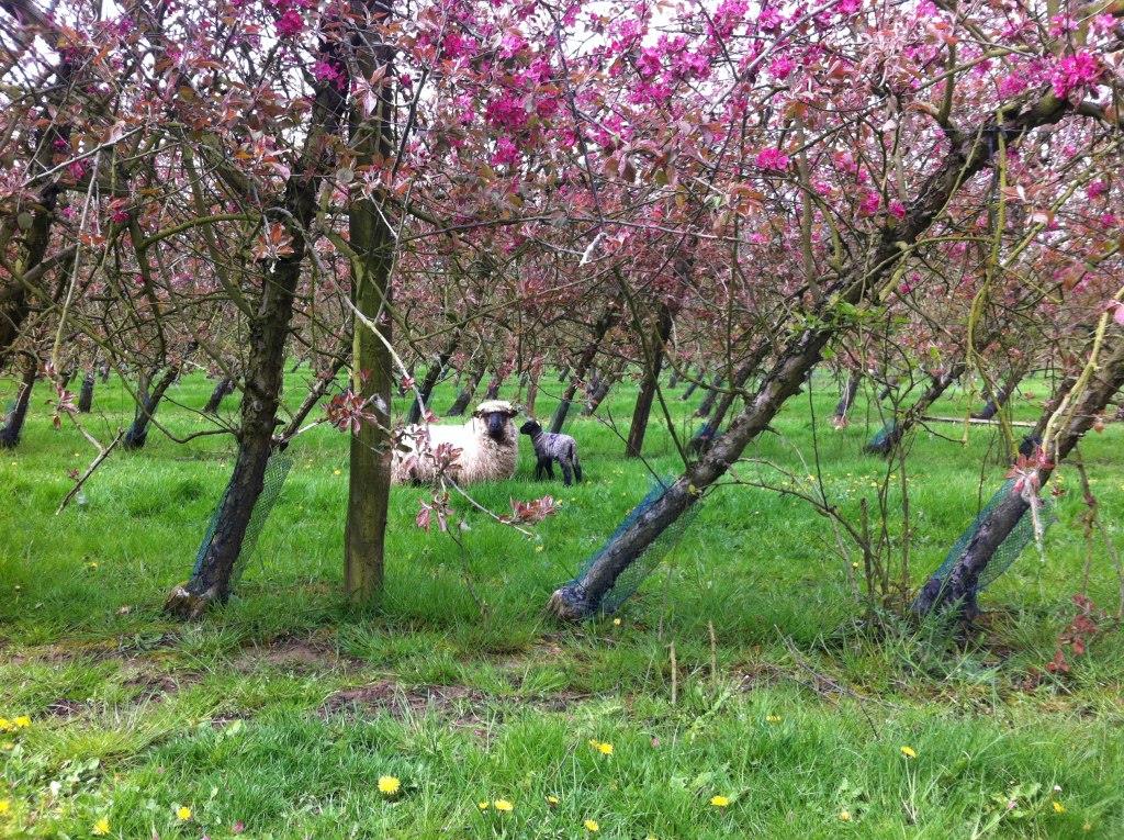 Verger en agriculture biologique