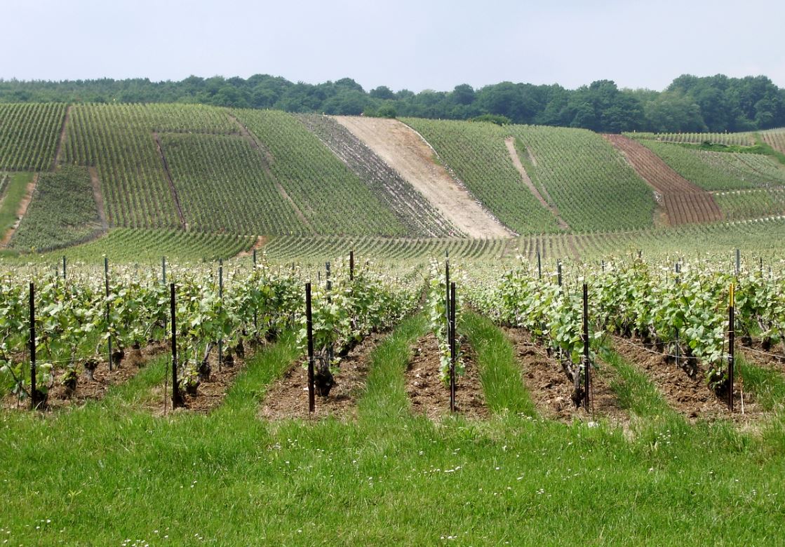 vignes