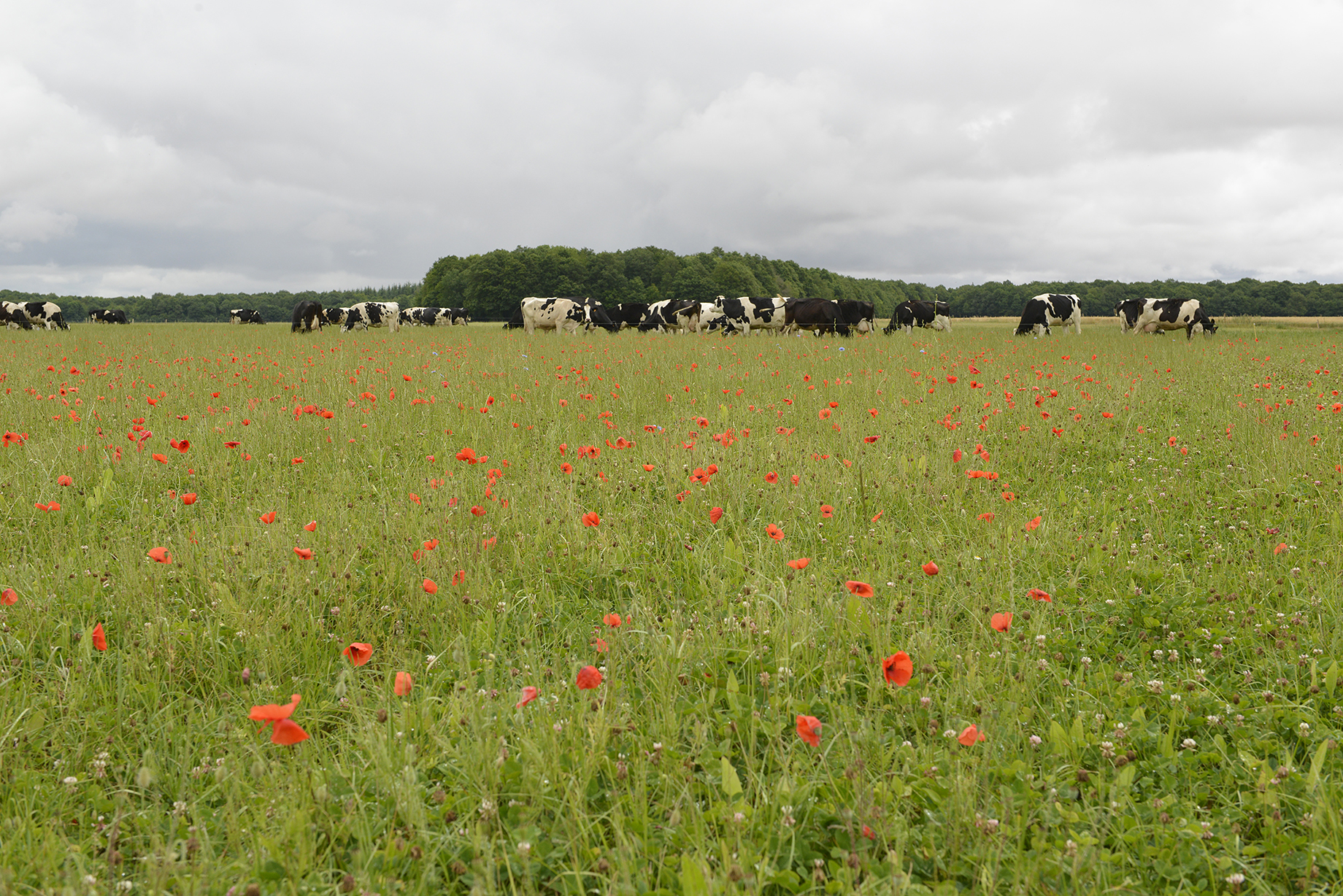 Vaches dans une prairie