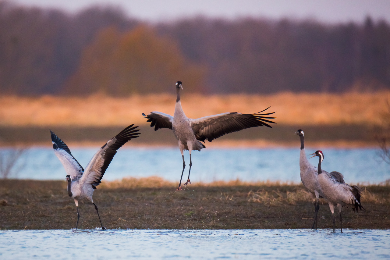 vol de grue