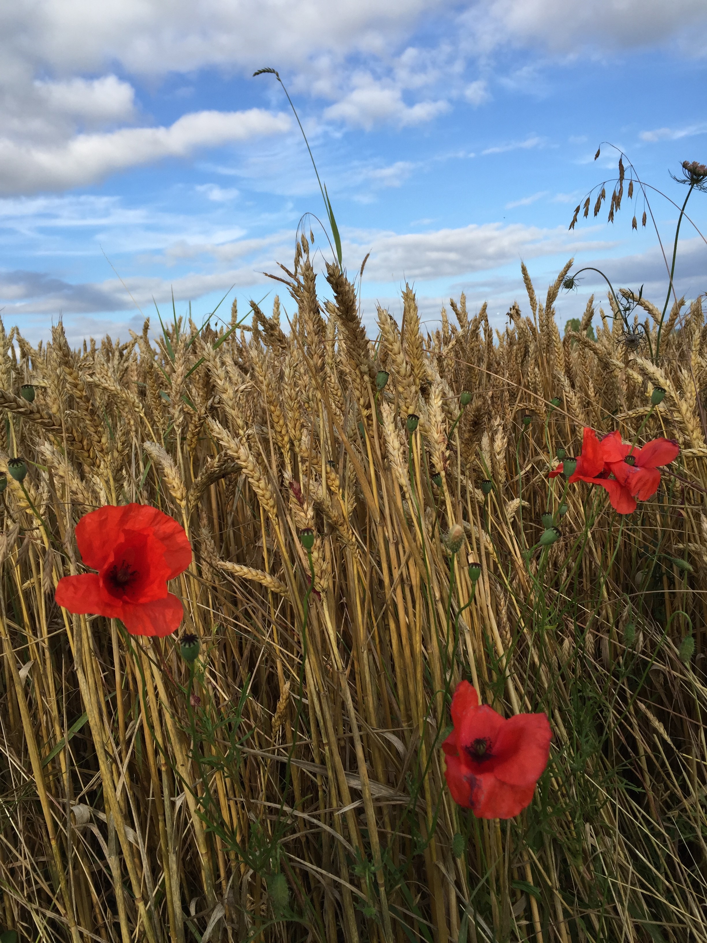 coquelicots dans champ de blé