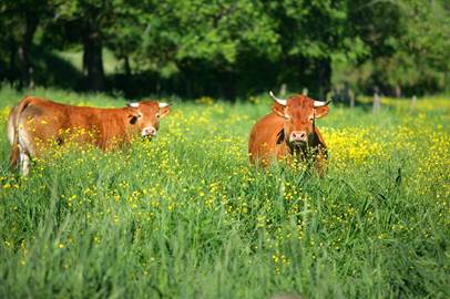 vaches dans un pré