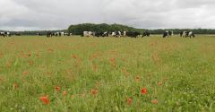 Vaches dans une prairie