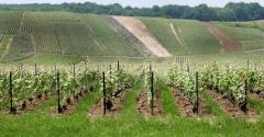 vignes