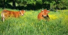 vaches dans un pré